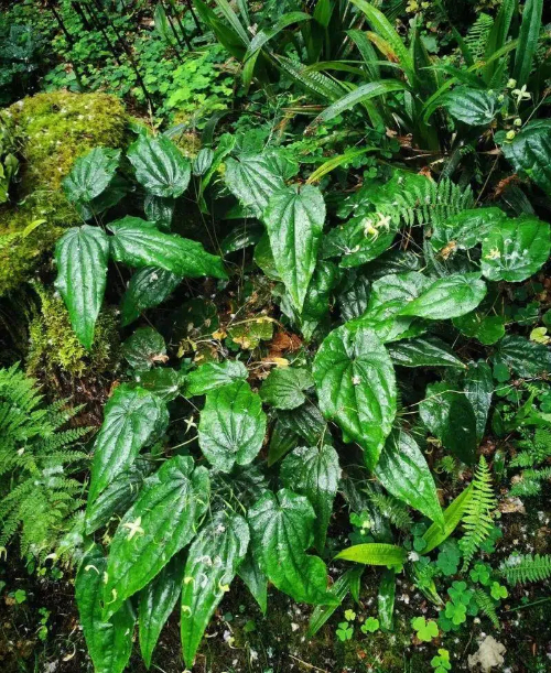 Horny Goat Weed