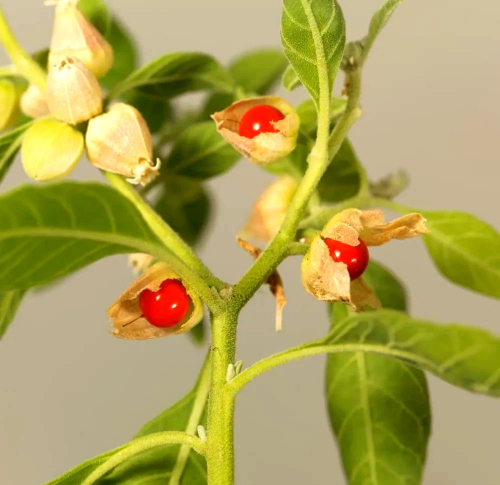 Mucuna Pruriens