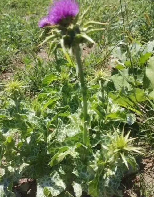Milk Thistle