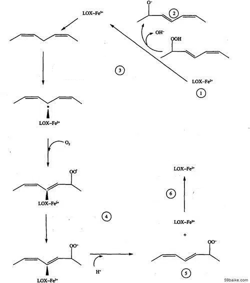 Oil Oxidation