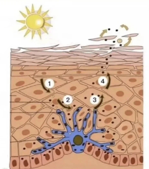 Mechanism of Action of Melanocytes