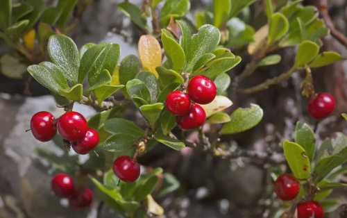 Bearberry