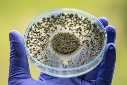 Aspergillus Oryzae