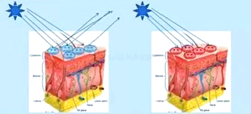 Comparison of the Mechanisms of Physical and Chemical Sunscreens