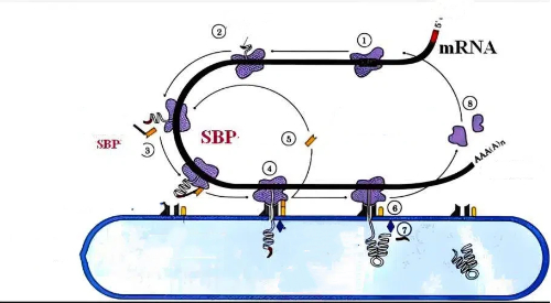 Signal Peptide-Binding Receptor