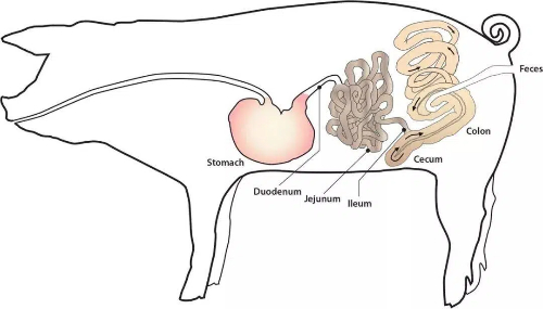 The Digestive System of Pigs
