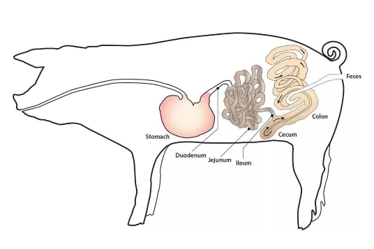 Applications of Functional Feed Additives: Analysis of Ingredients, Mechanisms, and Use Cases